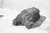 ONR_NEG_FCU_img_032524_thumb.gif