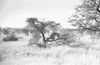 ONR_L-1166-49_31519_img_001519_thumb.gif