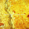 roth_brandberg_img_035179_thumb.gif