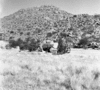 roth_brandberg_img_035475_thumb.gif