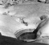 roth_brandberg_img_035477_thumb.gif