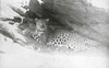 Stolze_print_img_032487_thumb.gif