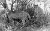 Stolze_print_img_032488_thumb.gif