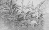 Stolze_print_img_032491_thumb.gif