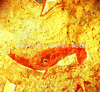 roth_brandberg_img_035182_thumb.gif