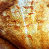 roth_brandberg_img_035183_thumb.gif