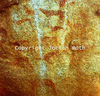 roth_brandberg_img_035184_thumb.gif