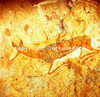 roth_brandberg_img_035186_thumb.gif