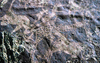 NAN_SLI_RNG_img_038967_thumb.gif