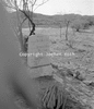 roth_gen_whk_31242_img_001242_thumb.gif
