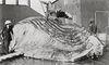 NAN_NEG_LUMUSEUM_img_043022_thumb.gif