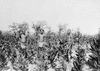 Stolze_print_img_032585_thumb.gif