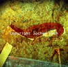 roth_brandberg_img_035190_thumb.gif
