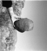 roth_brandberg_img_035490_thumb.gif