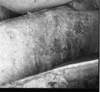 roth_brandberg_img_035491_thumb.gif