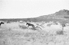 ONR_L-1166-49_30242_img_000242_thumb.gif