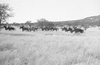 ONR_L-1166-49_30246_img_000246_thumb.gif