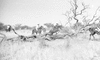 ONR_L-1166-49_30249_img_000249_thumb.gif