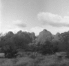 roth_omanduma_img_035466_thumb.gif
