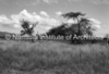 schoedder_neg_nust_karibib_00557_thumb.png
