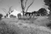 schoedder_neg_nust_omaruru_00028_thumb.png