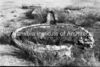 schoedder_neg_nust_karibib_00409_thumb.png